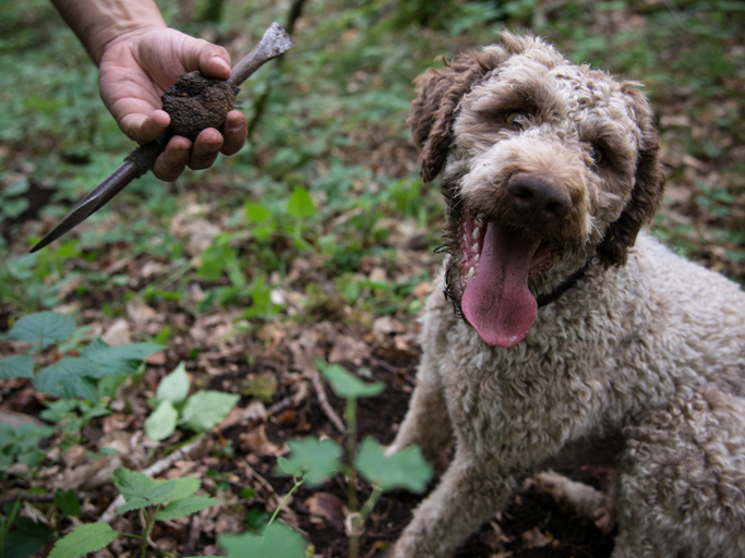 Découvrez la Bourgogne autrement avec Bourgogne Chic et la Maison aux Mille Truffes
